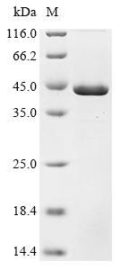 Recombinant Epstein-Barr virus Deneddylase BPLF1 (BPLF1), partial