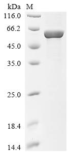 Recombinant Human T cell receptor beta constant 1 (TRBC1), partial, Biotinylated