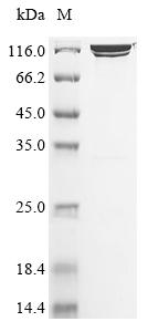 Recombinant Escherichia coli Beta-galactosidase (lacZ), Biotinylated