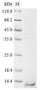 Recombinant Spinacia oleracea Plastocyanin,chloroplastic (PETE), partial