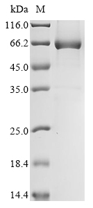 Recombinant Tobacco mosaic virus Replicase large subunit, partial
