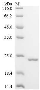 Recombinant Human Plexin-B1 (PLXNB1), partial