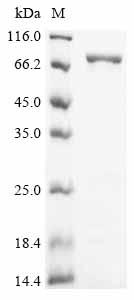 Recombinant Bacillus subtilis DNA polymerase I (polA), partial