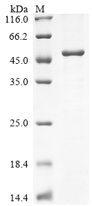 Recombinant Human Plexin-B2 (PLXNB2), partial