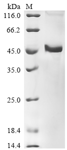 Recombinant Human Protein Wnt-10b (WNT10B)