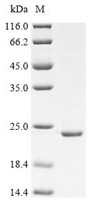 Recombinant Pan troglodytes Slit guidance ligand 3 (SLIT3), partial