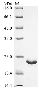 Recombinant Locusta migratoria OBP10 protein (OBP10) (I18L,V57I,N131Q)
