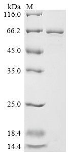 Recombinant Mouse Protein disulfide-isomerase A2 (Pdia2)