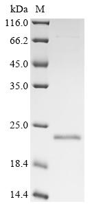 Recombinant Rotavirus Non-structural glycoprotein 4, partial