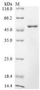 Recombinant Human Serpin E3 (SERPINE3)