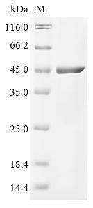 Recombinant Bovine Phosphotriesterase-related protein (PTER)