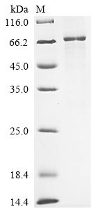 Recombinant Varicella-zoster virus Envelope glycoprotein E (gE)