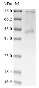 Recombinant Human Mas-related G-protein coupled receptor member X2 (MRGPRX2)