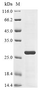 Recombinant Dog Apoptosis regulator Bcl-2 (BCL2)
