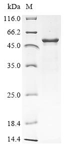 Recombinant Rat Protein cereblon (Crbn)