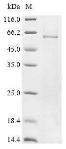 Recombinant Ricinus communis Glycosyltransferase family 92 protein RCOM_0530710 (RCOM_0530710)