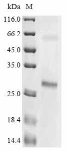 Recombinant Larimichthys crocea Odorant receptor