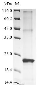 Recombinant Streptomyces coelicolor pH-gated potassium channel KcsA (kcsA)