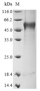 Recombinant Mouse Tyrosinase (Tyr)