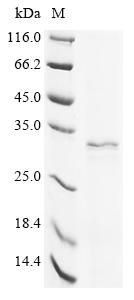 Recombinant Human Transmembrane protein 158 (TMEM158)