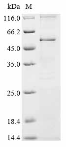 Recombinant Rat Synaptotagmin-2 (Syt2)