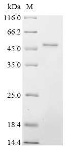 Recombinant Rat Synaptotagmin-12 (Syt12)