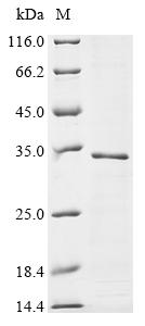 Recombinant Rat Synaptoporin (Synpr)