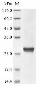 Recombinant Rat Apoptosis regulator Bcl-2 (Bcl2)