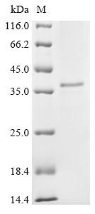 Recombinant Mouse Adipolin (C1qtnf12)
