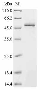 Recombinant Influenza C virus Hemagglutinin-esterase-fusion glycoprotein (HE), partial