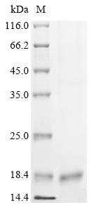 Recombinant Human DNA-directed RNA polymerase III subunit RPC10 (POLR3K)