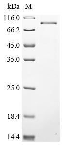 Recombinant Human DNA polymerase theta (POLQ), partial