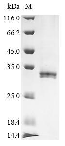 Recombinant Drosophila melanogaster Nuclear RNA export factor 2 (nxf2), partial