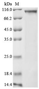 Recombinant Human NACHT, LRR and PYD domains-containing protein 6 (NLRP6)
