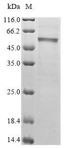 Recombinant Mouse Cis-aconitate decarboxylase (Acod1)
