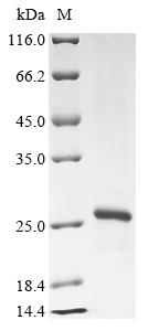 Recombinant Dog Prorelaxin (RLN)