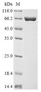 Recombinant Daucus carota Phytosulfokine receptor 1 (PSKR), partial