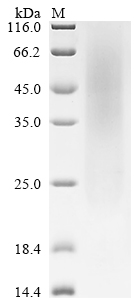 Recombinant Mouse Latent-transforming growth factor beta-binding protein 4 (Ltbp4), partial