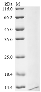 Recombinant Dog Trefoil factor 3 (TFF3)