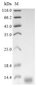 Recombinant Rat Vesicular glutamate transporter 3 (Slc17a8), partial