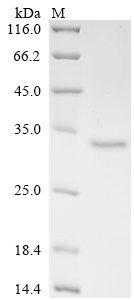 Recombinant Mouse Complement C1q tumor necrosis factor-related protein 6 (C1qtnf6)