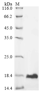 Recombinant Mouse Ubiquitin-like protein ISG15 (Isg15)