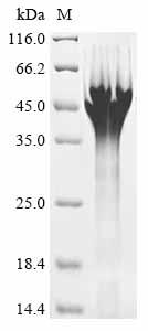 Recombinant Human B-cell CLL/lymphoma 7 protein family member A (BCL7A)