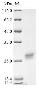 Recombinant Human Protein RRP5 homolog (PDCD11), partial
