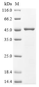 Recombinant Candida albicans Glycerol-3-phosphate dehydrogenase [NAD (+)] 2 (GPD2)