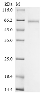 Recombinant Horse Matrix metalloproteinase-9 (MMP9), partial