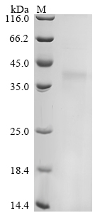 Recombinant Felis catus (Cat) Creatine kinase (CKM), partial