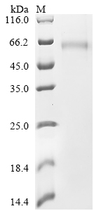 Recombinant Horse Plasminogen activator inhibitor-1 (PAI-1), partial