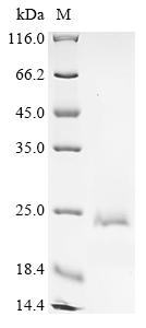 Recombinant Escherichia coli Type 1 fimbrin D-mannose specific adhesin (fimH) (V48C,L55C,R81P,N91S,S99N,T179P), partial