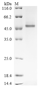 Recombinant Mouse Serine protease inhibitor A3K (Serpina3k)